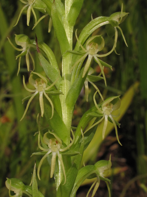 Habenaria repens (Waterspider bog orchid) #42152