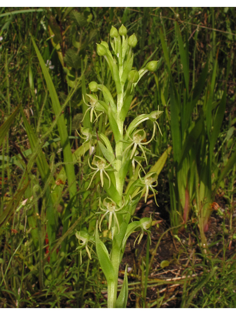Habenaria repens (Waterspider bog orchid) #42153