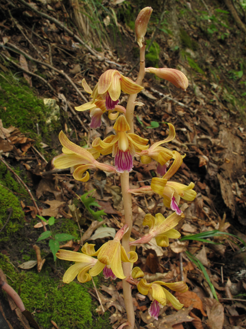 Hexalectris spicata var. spicata (Spiked crested coralroot) #42163