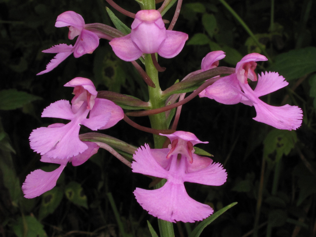 Platanthera peramoena (Purple fringeless orchid) #42176