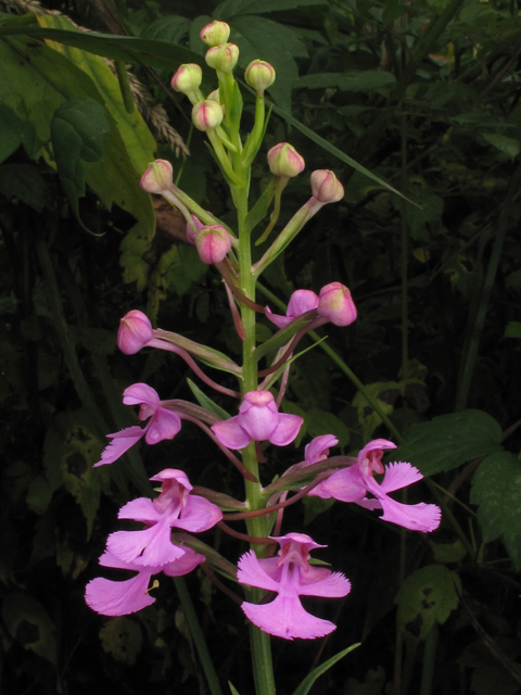 Platanthera peramoena (Purple fringeless orchid) #42177