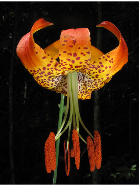 Lilium michauxii (Carolina lily) #42201