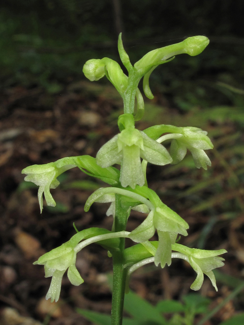 Platanthera clavellata (Small green wood orchid) #42230