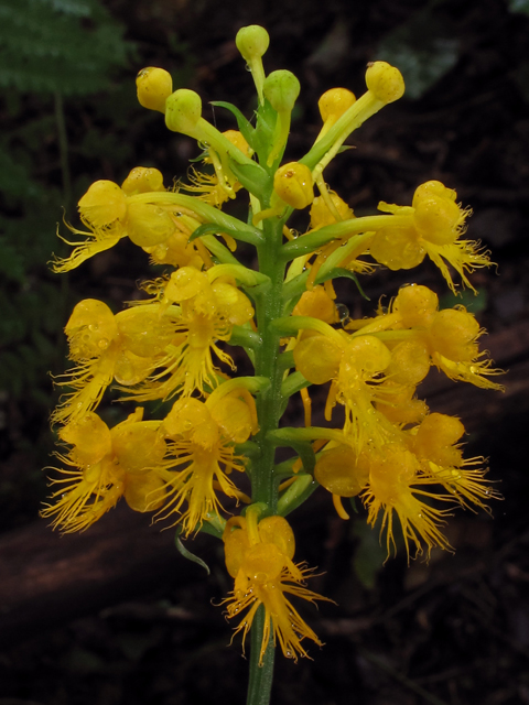 Platanthera channellii (Fringed orchid) #42232