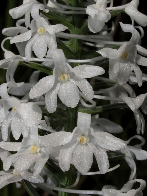 Platanthera nivea (Snowy orchid) #42277