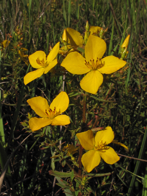 Rhexia lutea (Yellow meadow beauty) #42293