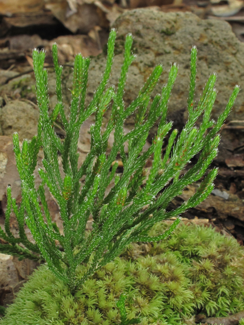 Selaginella arenicola ssp. riddellii (Riddell's spikemoss) #42302