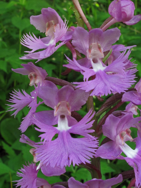 Platanthera grandiflora (Greater purple fringed orchid) #42327