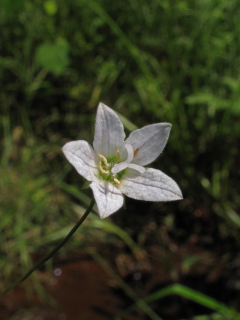 Campanula aparinoides (Marsh bellflower) #42362