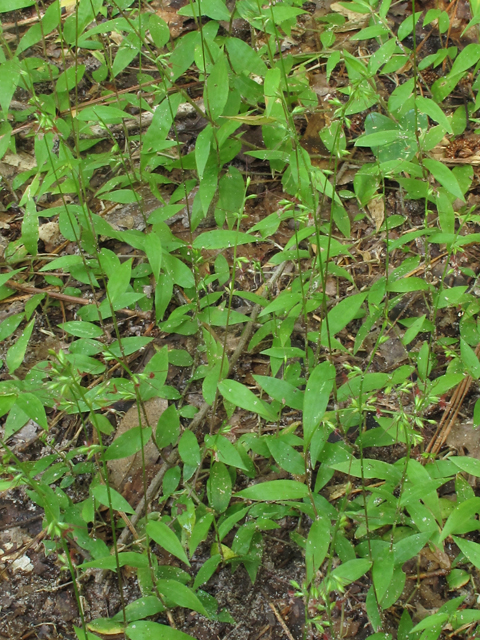 Oplismenus hirtellus ssp. setarius (Basketgrass) #42543