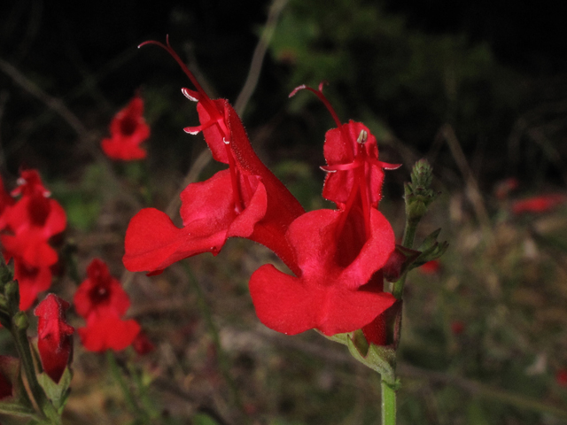 Salvia coccinea (Scarlet sage) #42558