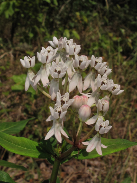 Asclepias texana (Texas milkweed) #42559
