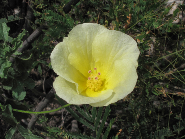 Hibiscus coulteri (Desert rosemallow) #42581
