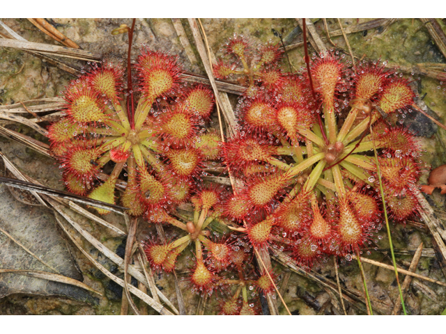 Drosera capillaris (Pink sundew) #42586