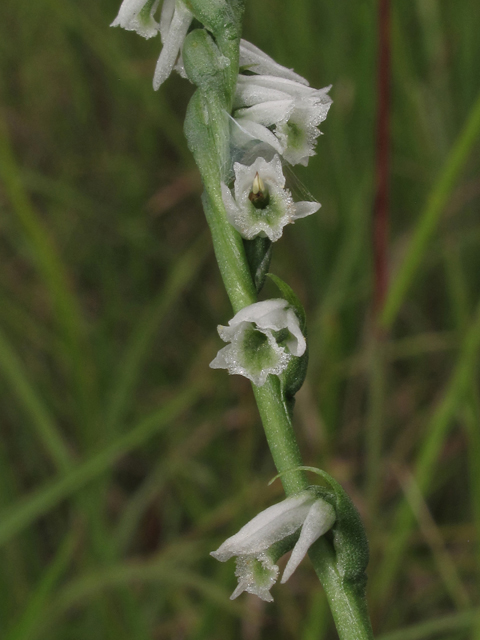 Spiranthes lacera var. gracilis (Southern slender ladies'-tresses) #42592