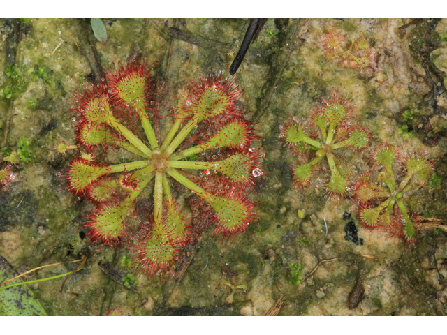 Drosera capillaris (Pink sundew) #42599