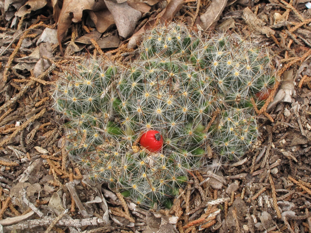 Mammillaria prolifera var. texana (Texas nipple cactus ) #42620