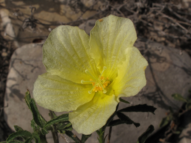 Hibiscus coulteri (Desert rosemallow) #42625