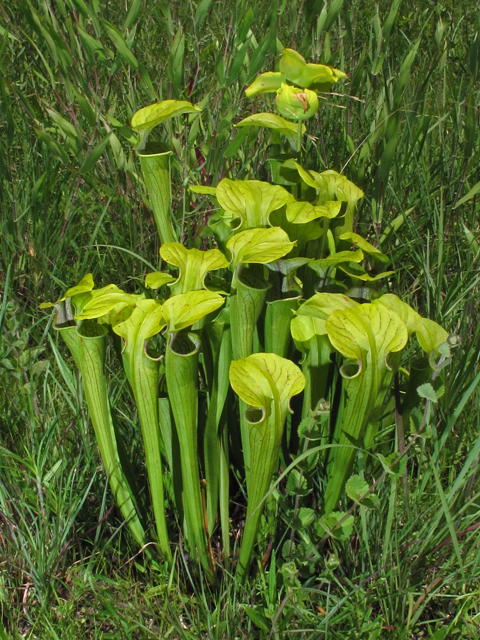 Sarracenia oreophila (Green pitcherplant) #42627