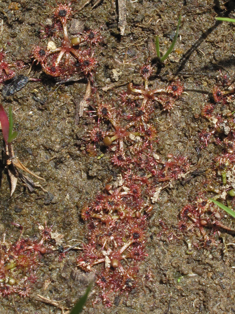 Drosera capillaris (Pink sundew) #42635