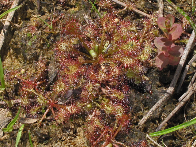 Drosera capillaris (Pink sundew) #42636