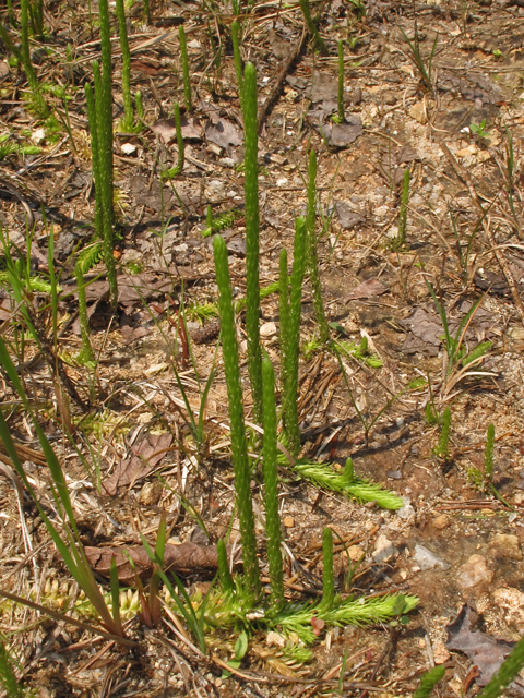 Lycopodiella appressa (Southern bog clubmoss) #42683