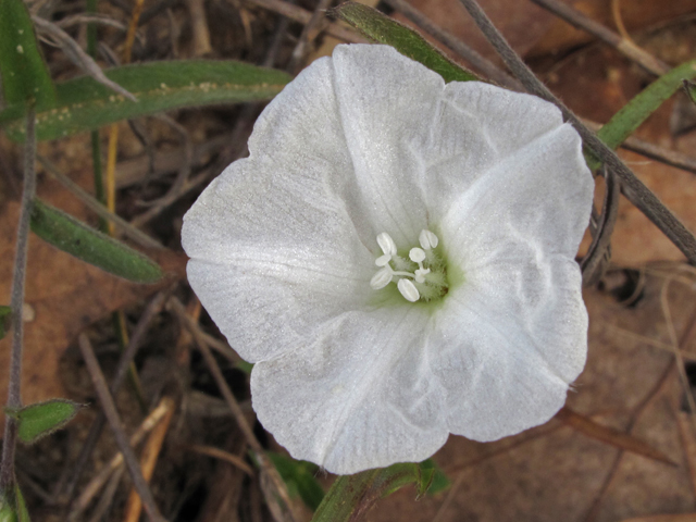 Stylisma patens ssp. angustifolia (Coastal plain dawnflower) #42784