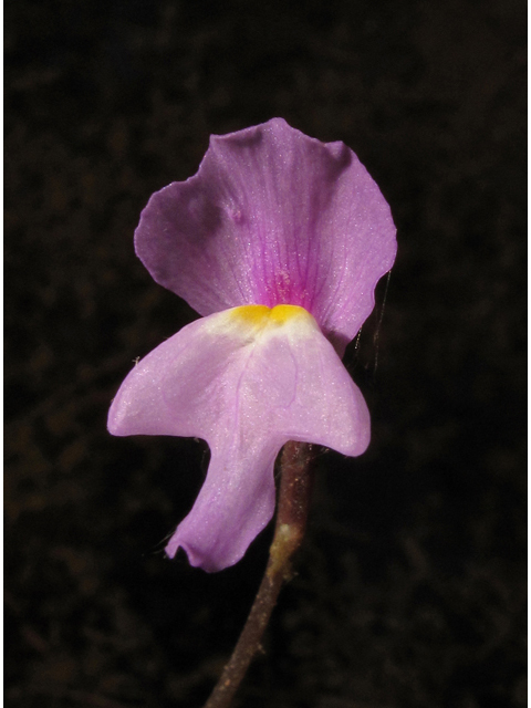 Utricularia purpurea (Eastern purple bladderwort) #42804