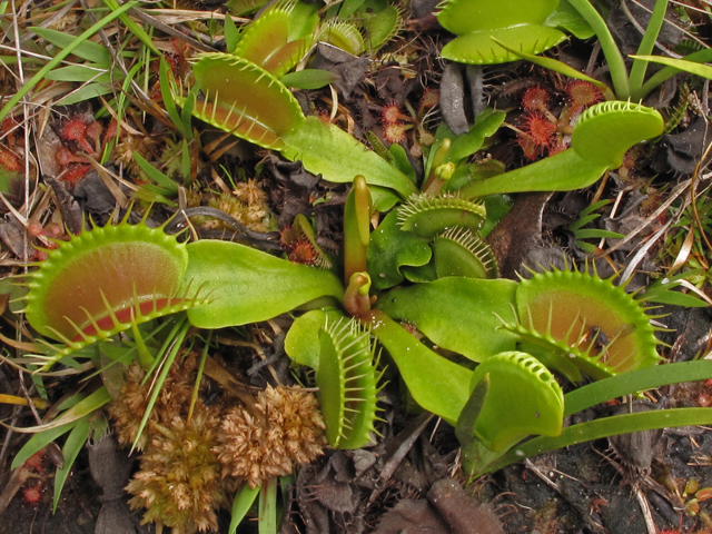 Dionaea muscipula (Venus flytrap) #42831