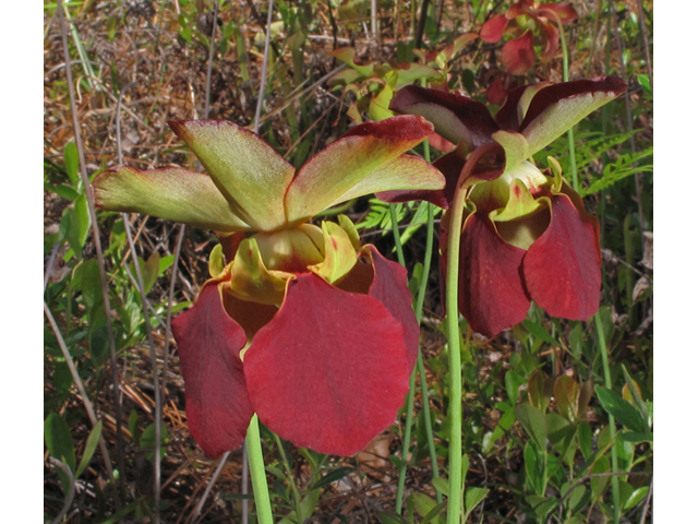 Sarracenia rubra ssp. alabamensis (Alabama pitcherplant) #42833