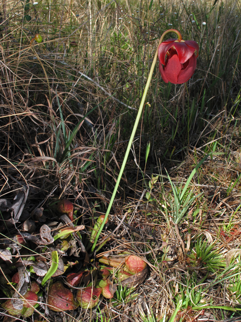 Sarracenia psittacina (Parrot pitcherplant) #42855