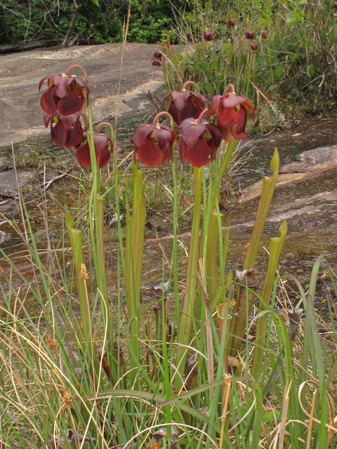 Sarracenia rubra ssp. jonesii (Jones' pitcherplant) #42860