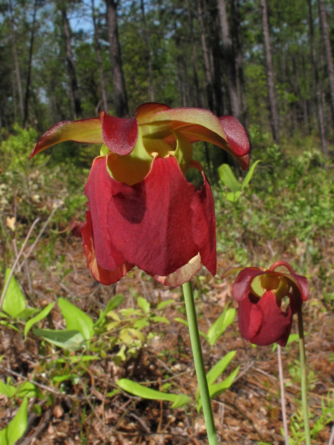 Sarracenia rubra ssp. alabamensis (Alabama pitcherplant) #42880