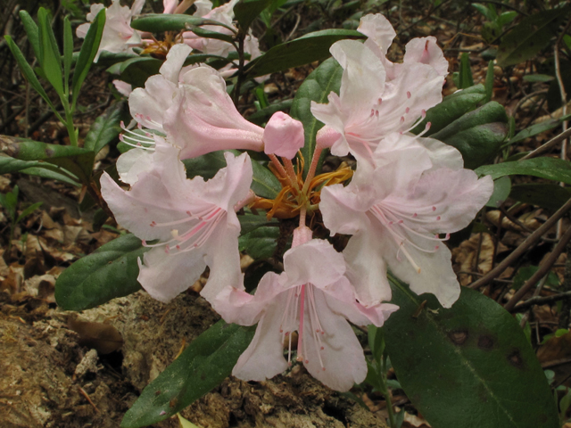 Rhododendron chapmanii (Chapman's rhododendron) #42890