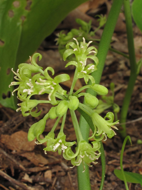 Smilax rotundifolia (Roundleaf greenbriar) #42895