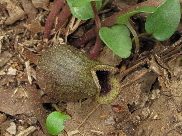 Hexastylis arifolia var. ruthii (Ruth's little brown jug) #42900
