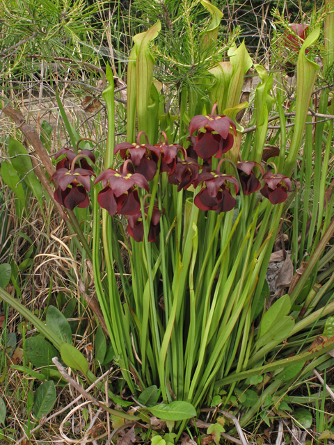 Sarracenia rubra ssp. jonesii (Jones' pitcherplant) #42908