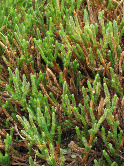 Selaginella arenicola ssp. riddellii (Riddell's spikemoss) #43308