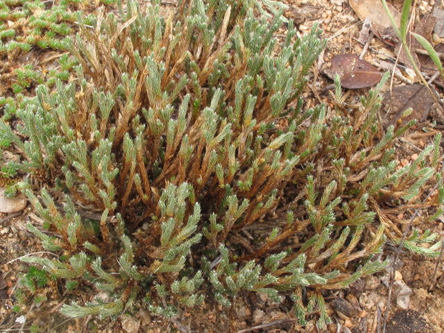 Selaginella arenicola ssp. riddellii (Riddell's spikemoss) #43313