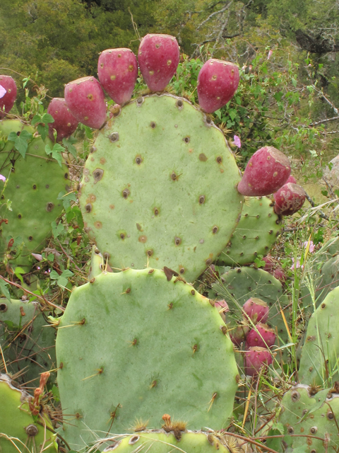 Opuntia engelmannii var. lindheimeri (Texas prickly pear) #43315