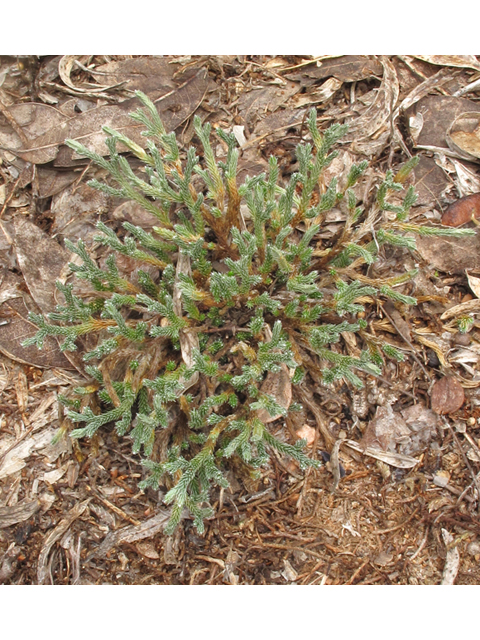 Selaginella arenicola ssp. riddellii (Riddell's spikemoss) #43317
