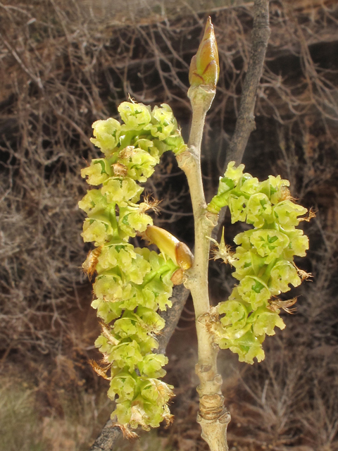 Populus fremontii (Fremont cottonwood) #43320