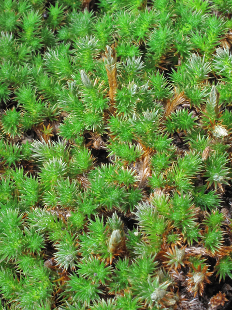 Selaginella peruviana (Peruvian spikemoss) #43334