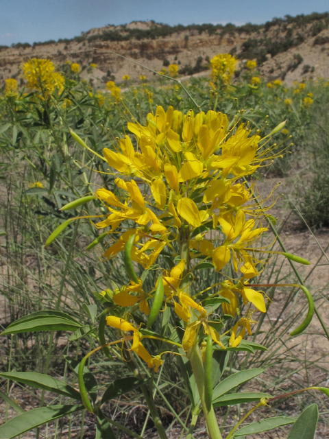 Peritoma lutea (Yellow bee-plant) #43376