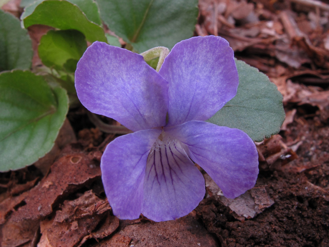 Viola walteri (Walter's violet) #43385