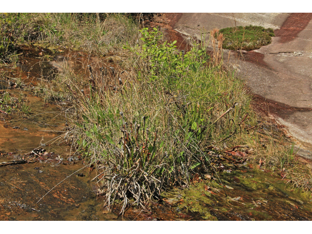 Sarracenia rubra ssp. jonesii (Jones' pitcherplant) #43426
