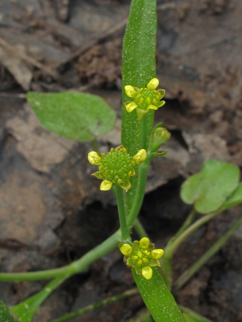 Ranunculus pusillus (Low spearwort) #43448