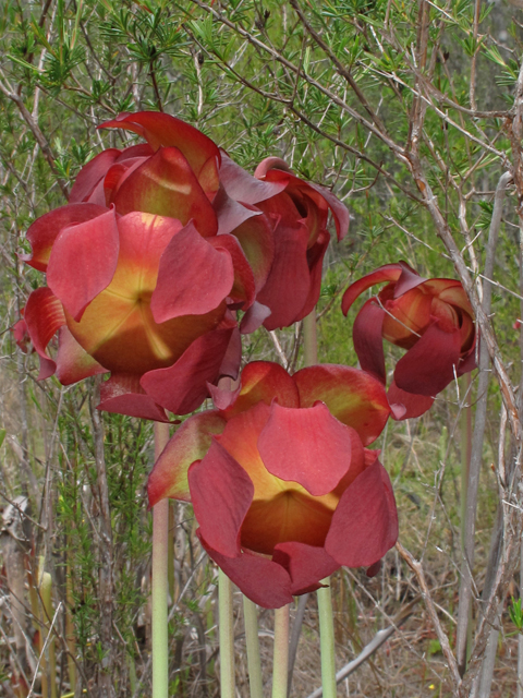 Sarracenia leucophylla (Crimson pitcherplant) #43460