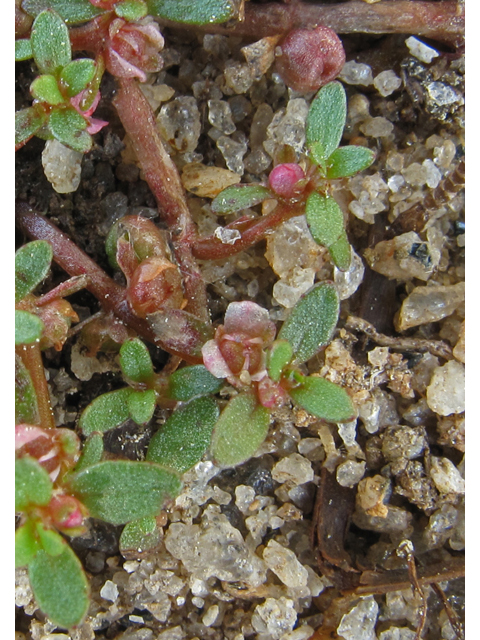 Elatine brachysperma (Shortseed waterwort ) #43462