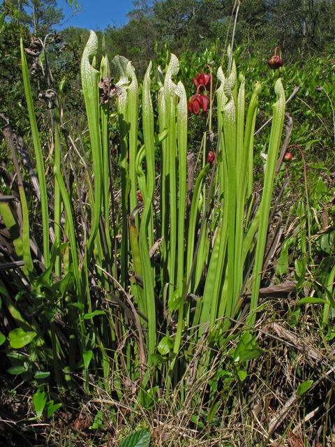 Sarracenia leucophylla (Crimson pitcherplant) #43471